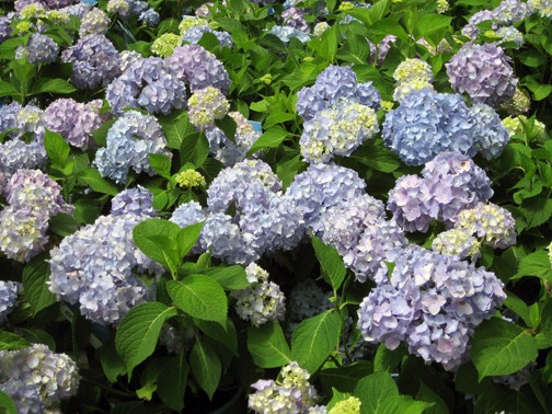 Hydrangeas grow best in moist, well-drained soil. The flowers last longest when they get morning light and afternoon shade, so placing these plants in the right growing conditions will produce long lasting flowers.