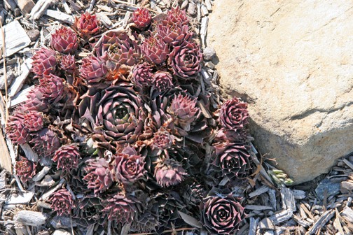 The hens and chicks by the stepping stones have turned purple - I must plant some other varieties and create a tapestry!