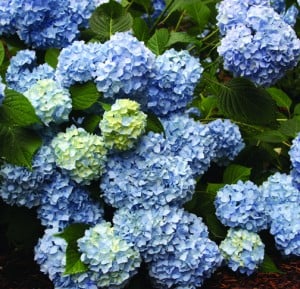 A Nikko Blue hydrangea will always be either light blue or light pink. You can't make this one dark blue or deep purple. 