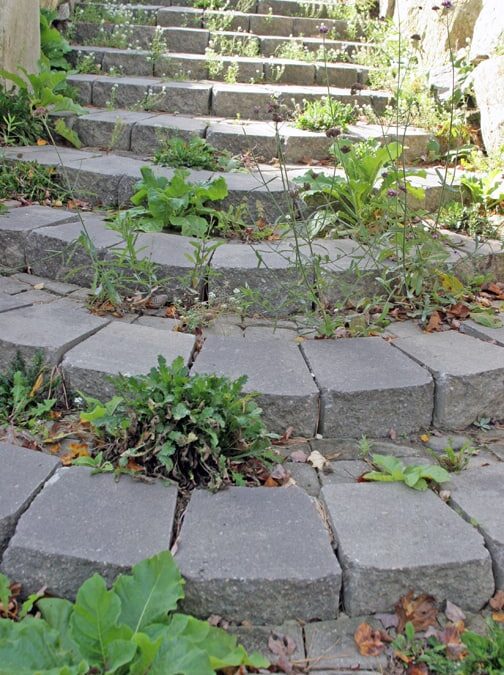 What Grows In The Cracks