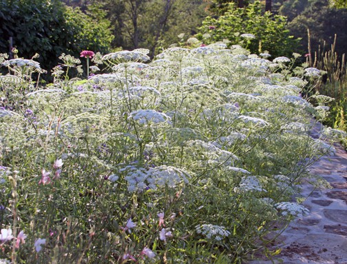 The Smell of Childhood Summers