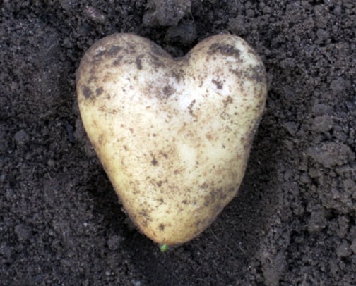 I Heart Carola Potatoes