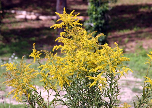 Of Ragweed and Goldenrod