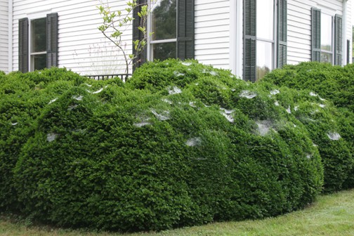 15 Things I Hate About Your Yard – #8