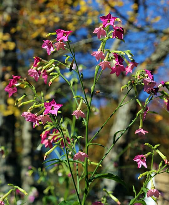 A Hummingbird Magnet? You Can Grow That!