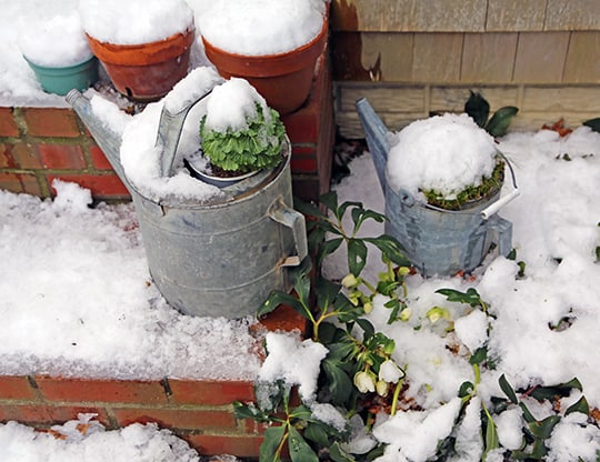 Winter Entertainment: You Can Grow That!