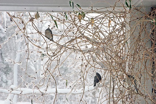 Planting Shelter for the Birds