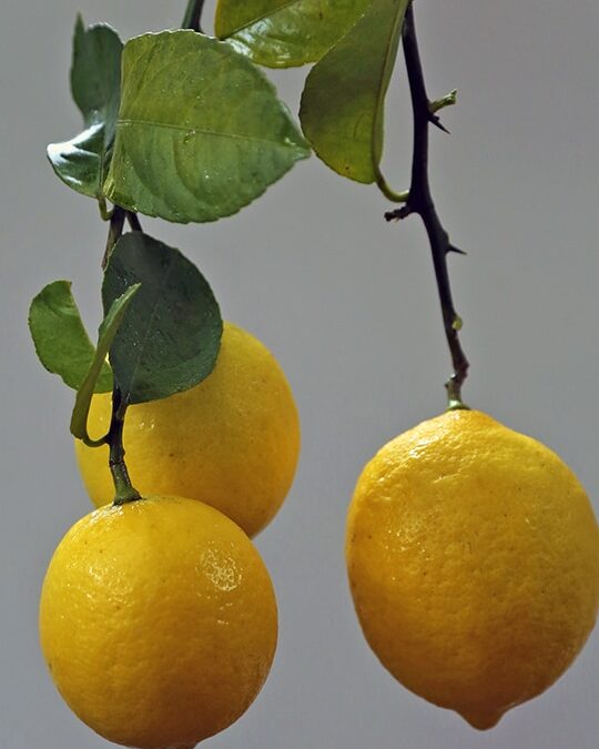 Meyer Lemons Indoors