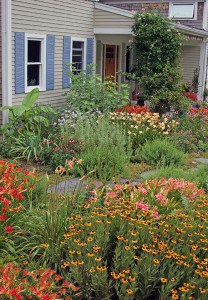 In the spring and early summer this garden is yellow and blue but it transforms to coral, peach and lavender in July.