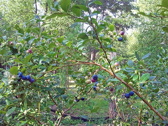 Growing Blueberries