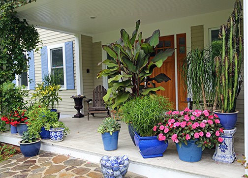 Front Porch Privacy? You Can Grow That!