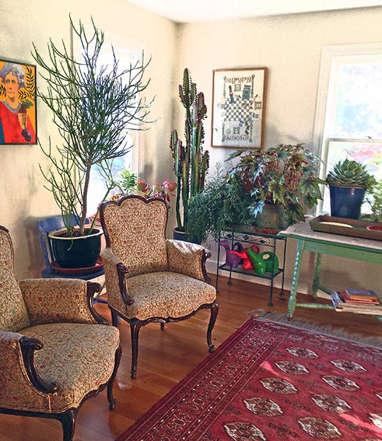 Bringing Plants Indoors
