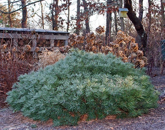 A Low Evergreen? You Can Grow That!